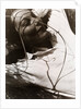 Ellen by László Moholy-Nagy