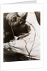 Ellen by László Moholy-Nagy