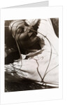 Ellen by László Moholy-Nagy