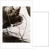 Ellen by László Moholy-Nagy