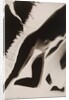 Akt Positiv, from Akt Positiv-Akt Negativ by László Moholy-Nagy