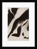 Akt Positiv, from Akt Positiv-Akt Negativ by László Moholy-Nagy