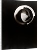 Fotogramm of segments and concentric circles of a sphere by László Moholy-Nagy