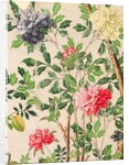 Wallpaper with large blooms of chrysanthemums and starfruits by unknown