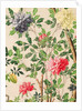 Wallpaper with large blooms of chrysanthemums and starfruits by unknown