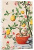 Wallpaper with yellow fruits in orange-coloured pot by unknown
