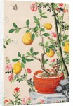 Wallpaper with yellow fruits in orange-coloured pot by unknown
