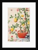 Wallpaper with yellow fruits in orange-coloured pot by unknown