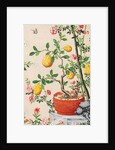Wallpaper with yellow fruits in orange-coloured pot by unknown