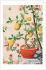 Wallpaper with yellow fruits in orange-coloured pot by unknown