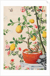 Wallpaper with yellow fruits in orange-coloured pot by unknown