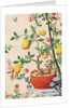 Wallpaper with yellow fruits in orange-coloured pot by unknown