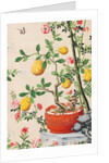 Wallpaper with yellow fruits in orange-coloured pot by unknown