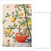 Wallpaper with yellow fruits in orange-coloured pot by unknown