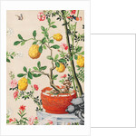Wallpaper with yellow fruits in orange-coloured pot by unknown