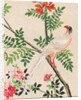 Wallpaper with white pheasant perching on branch by unknown