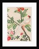 Wallpaper with white pheasant perching on branch by unknown