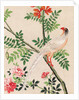 Wallpaper with white pheasant perching on branch by unknown