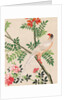 Wallpaper with white pheasant perching on branch by unknown