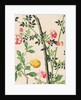 Wallpaper with small bird on branch beside a large yellow fruit by unknown