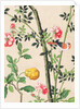 Wallpaper with small bird on branch beside a large yellow fruit by unknown