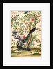 Wallpaper with pair of peacocks and a pot of starfruit by unknown