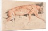 Ecorche drawing of a wild cat by Edwin Landseer