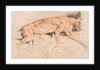 Ecorche drawing of a wild cat by Edwin Landseer