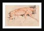 Ecorche drawing of a wild cat by Edwin Landseer