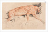Ecorche drawing of a wild cat by Edwin Landseer