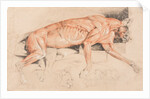Ecorche drawing of a wild cat by Edwin Landseer