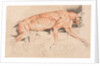 Ecorche drawing of a wild cat by Edwin Landseer