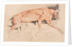 Ecorche drawing of a wild cat by Edwin Landseer