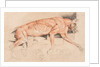 Ecorche drawing of a wild cat by Edwin Landseer
