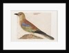 European Roller (Coracias garrulus) by Vincenzo Leonardi