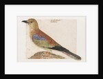 European Roller (Coracias garrulus) by Vincenzo Leonardi