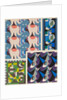 Plate from Kaleidoscope, ornements abstraits by Ad. Verneuil