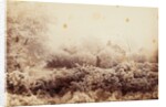 Hoare-frost at Wimbledon by Paul Martin