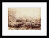 Hoare-frost at Wimbledon by Paul Martin