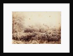 Hoare-frost at Wimbledon by Paul Martin