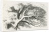 Wood-engraved illustration by Dalziel Brothers