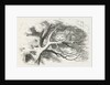 Wood-engraved illustration by Dalziel Brothers