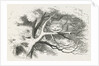 Wood-engraved illustration by Dalziel Brothers