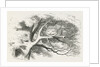 Wood-engraved illustration by Dalziel Brothers