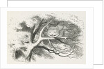 Wood-engraved illustration by Dalziel Brothers