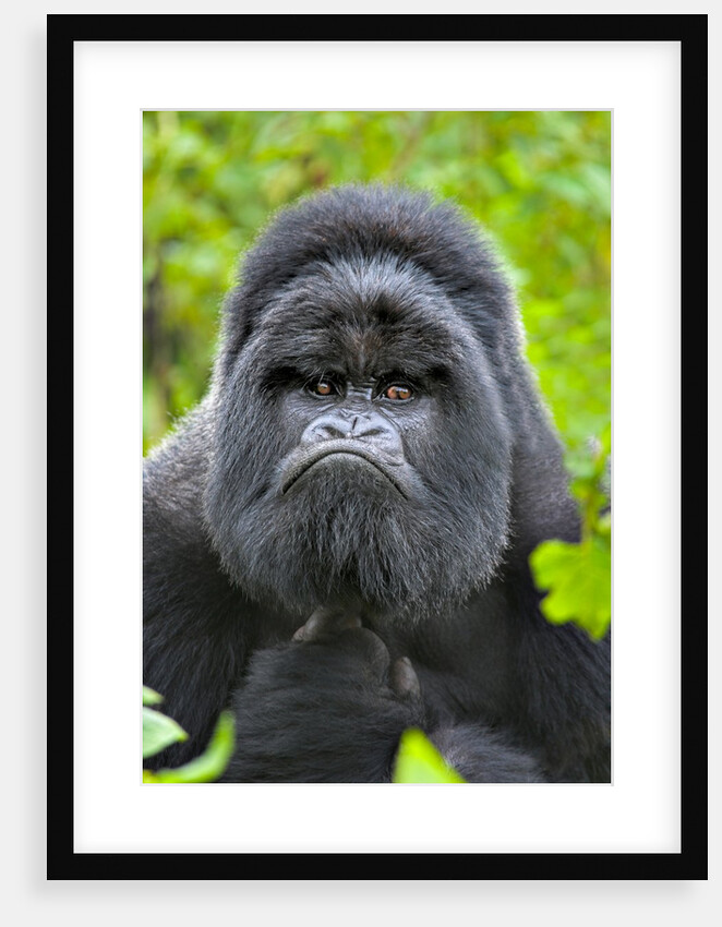 The Thinker by @wildmanrouse