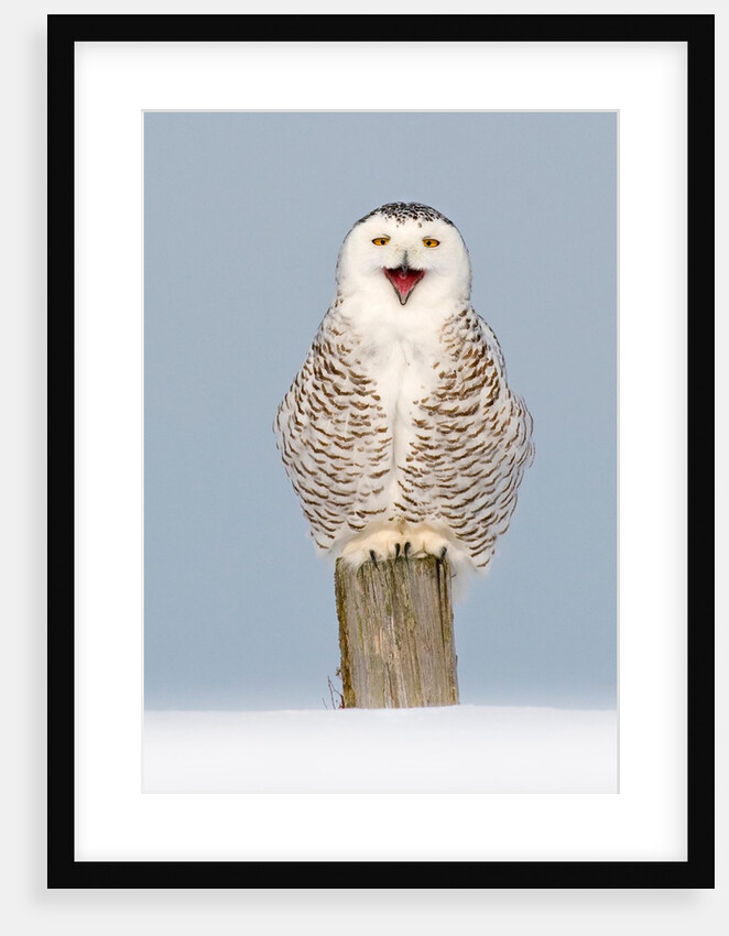 Snowy Owl portrait by @wildmanrouse