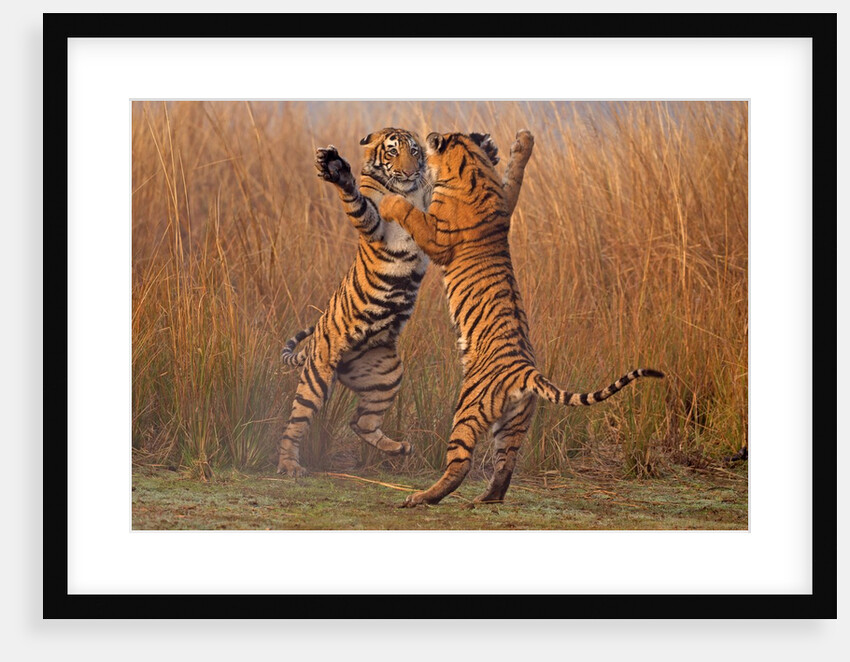 Dancing tigers by @wildmanrouse