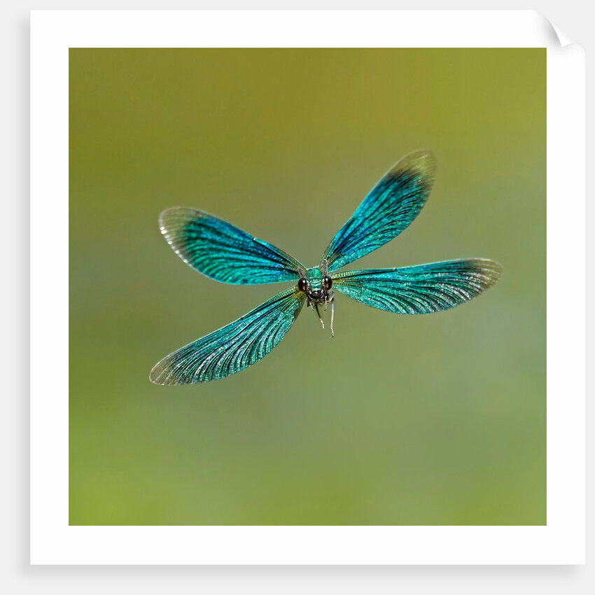 Electric flight by @wildmanrouse