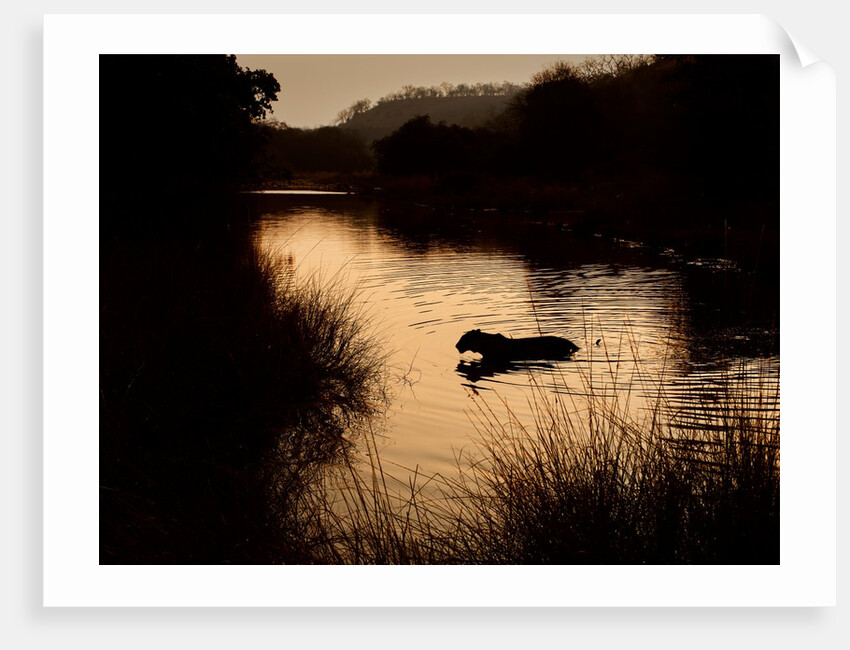 Tiger crossing by @wildmanrouse